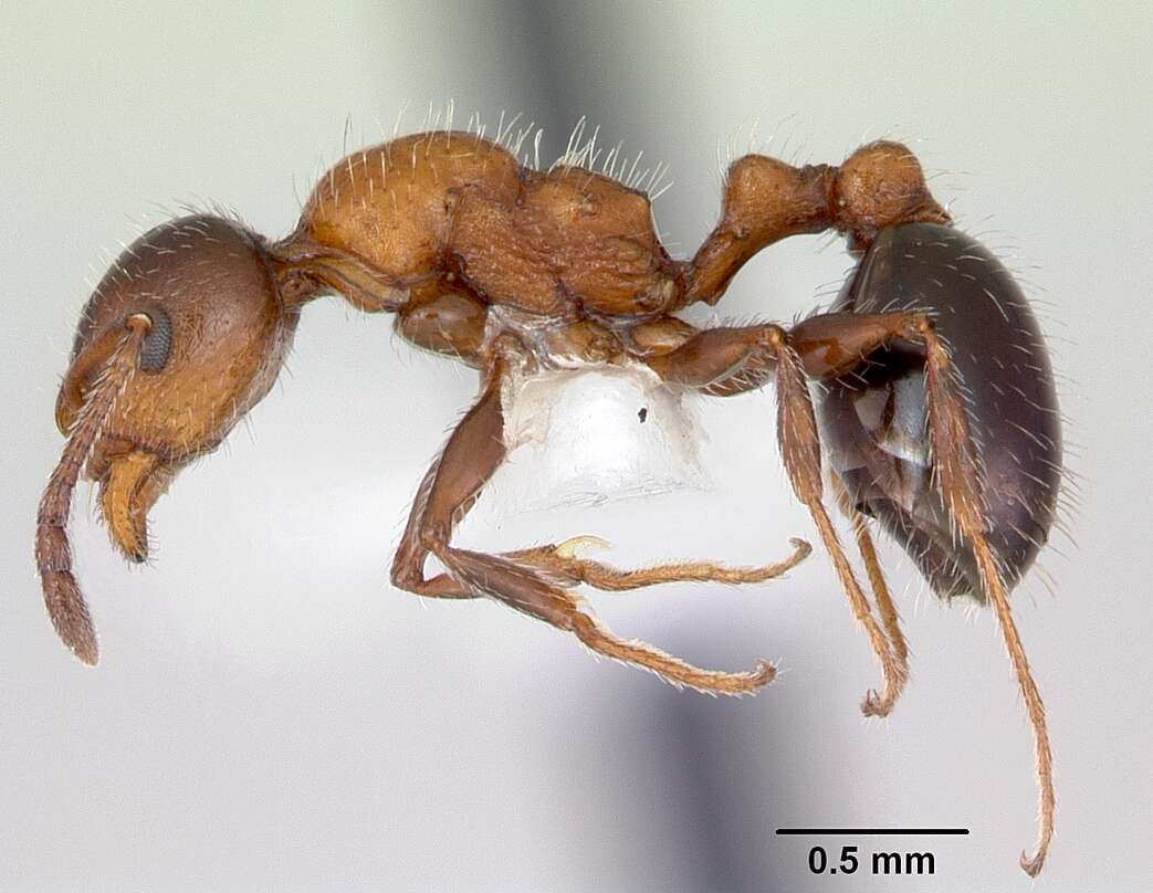 Image of <i>Temnothorax pergandei</i>