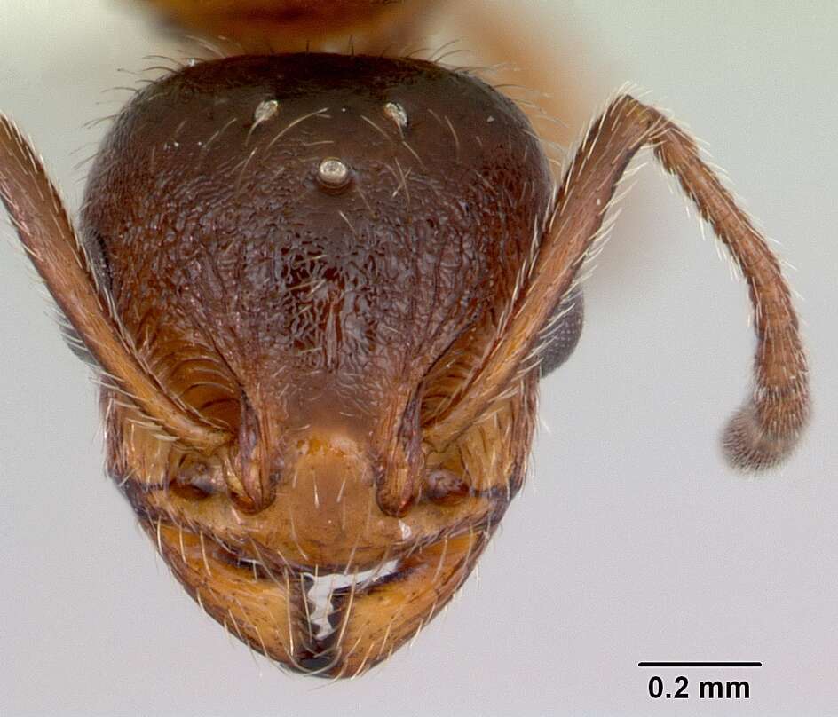 Image of <i>Temnothorax pergandei</i>