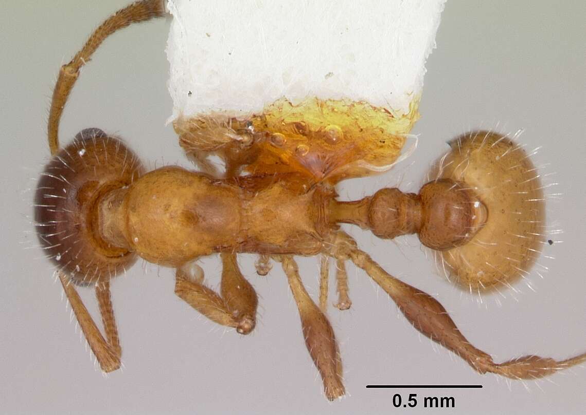 Image of <i>Temnothorax pergandei</i>