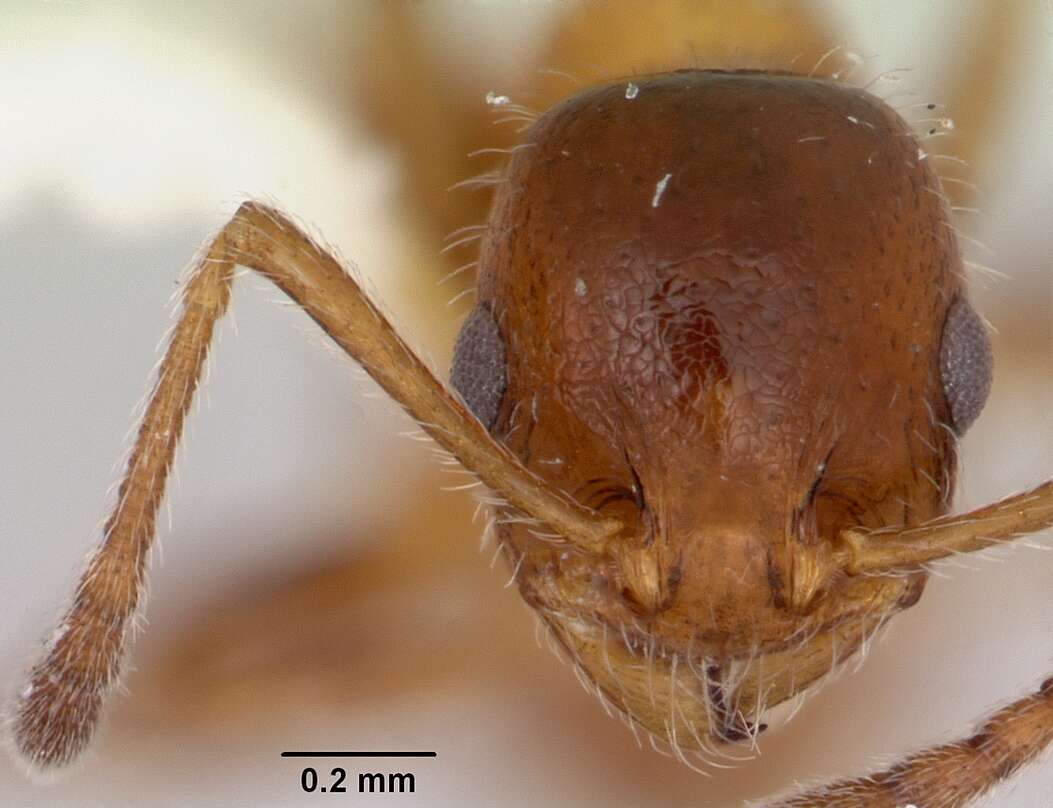 Image of <i>Temnothorax pergandei</i>