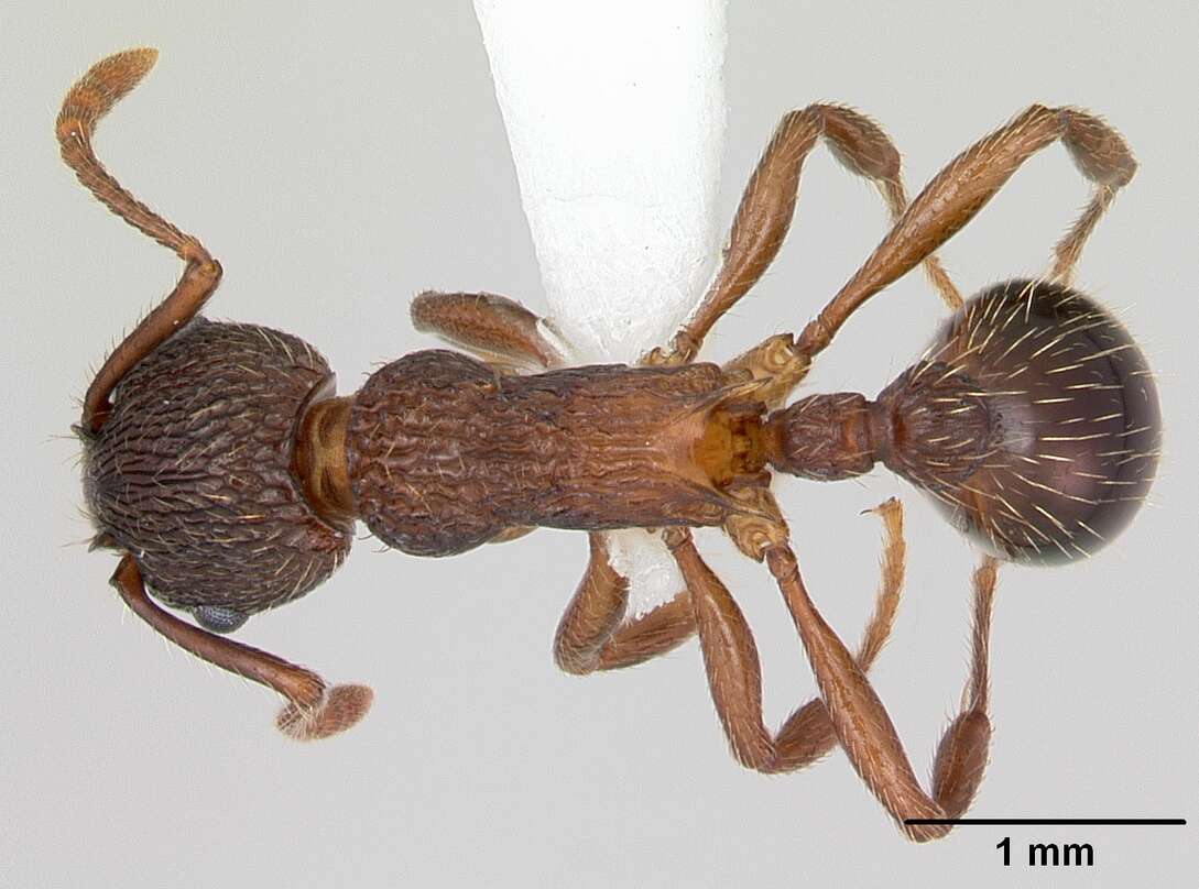 Imagem de Myrmica latifrons Staercke 1927