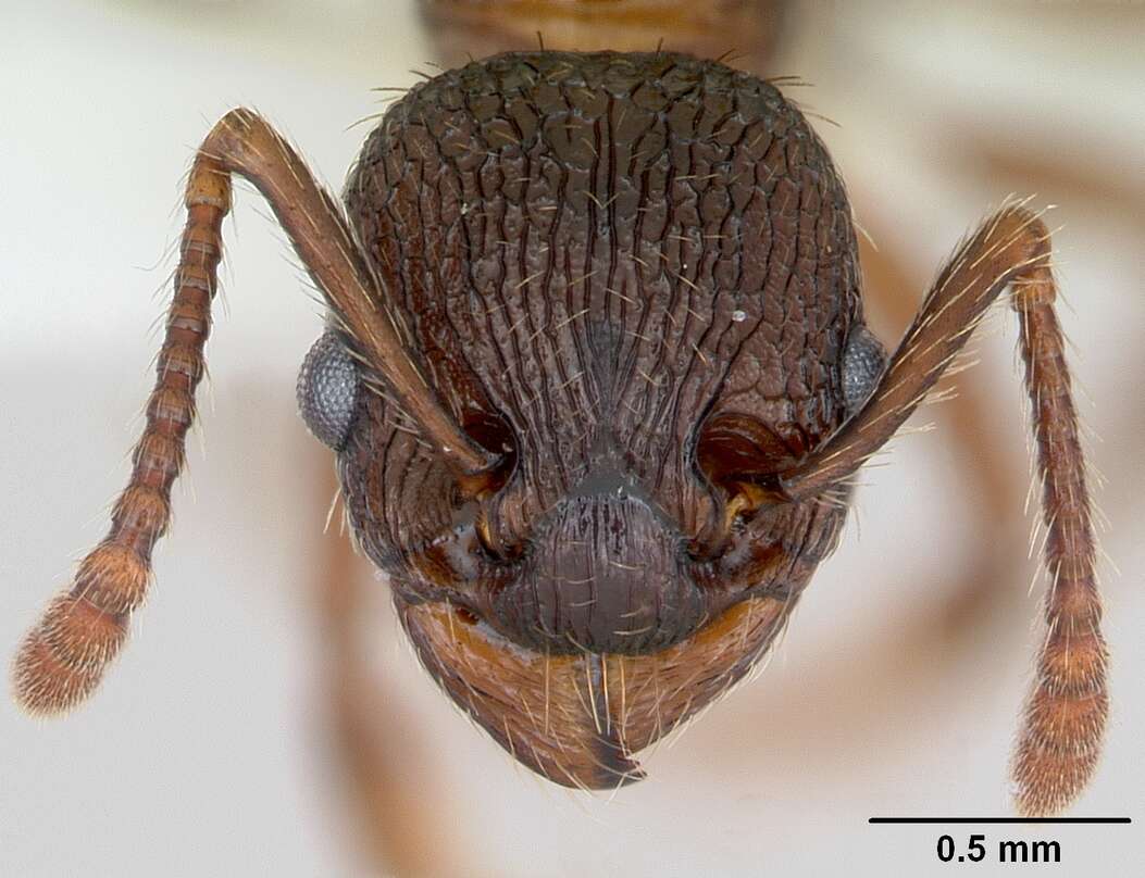 Imagem de Myrmica latifrons Staercke 1927