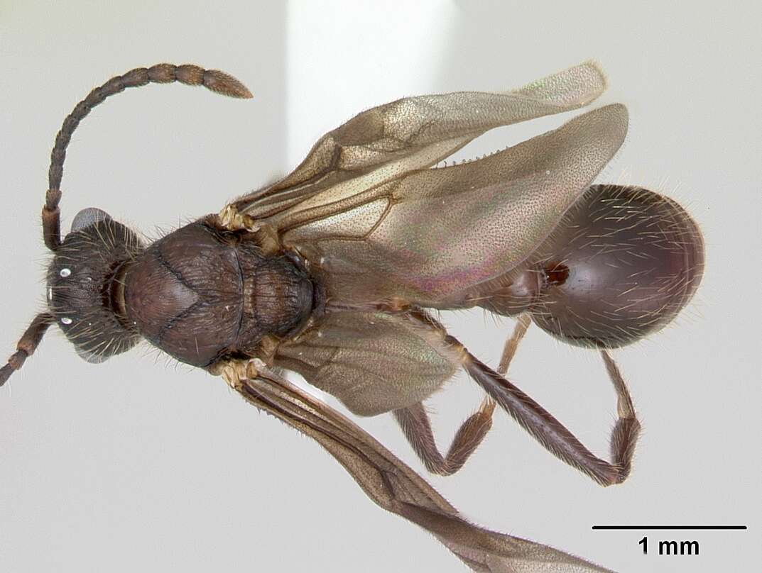 Imagem de Myrmica latifrons Staercke 1927