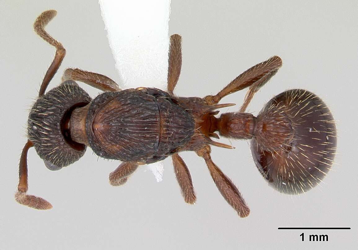 Imagem de Myrmica latifrons Staercke 1927