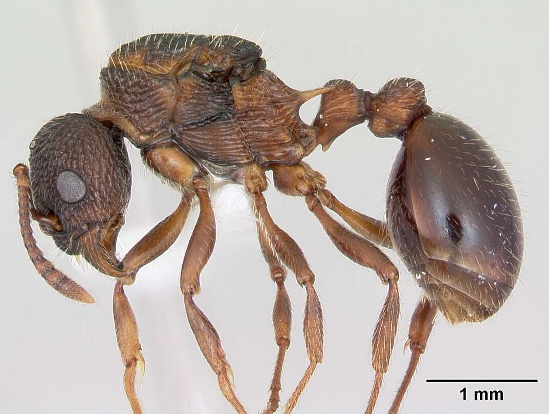 Imagem de Myrmica latifrons Staercke 1927