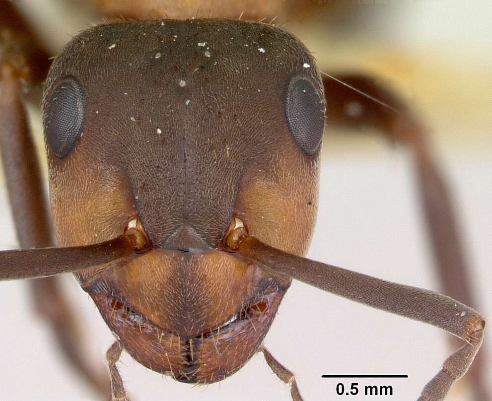 Image of Hairy wood ant