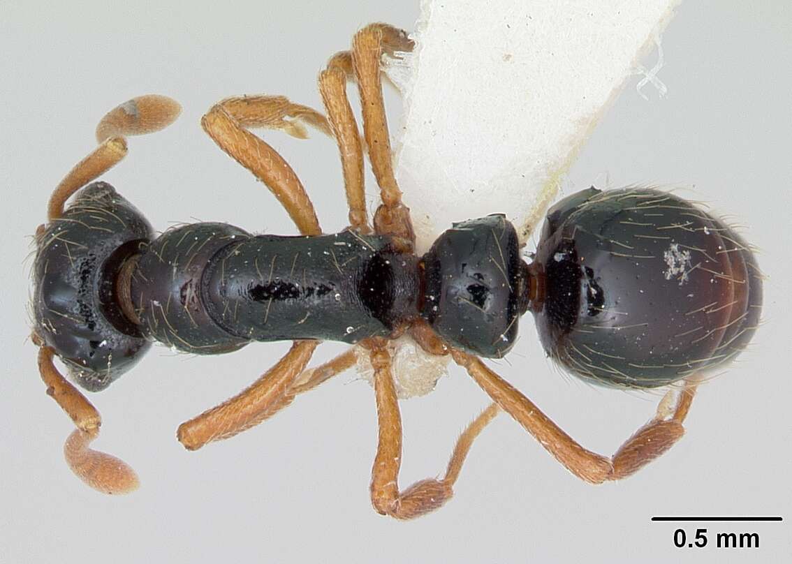 Image of Thaumatomyrmex cochlearis Creighton 1928