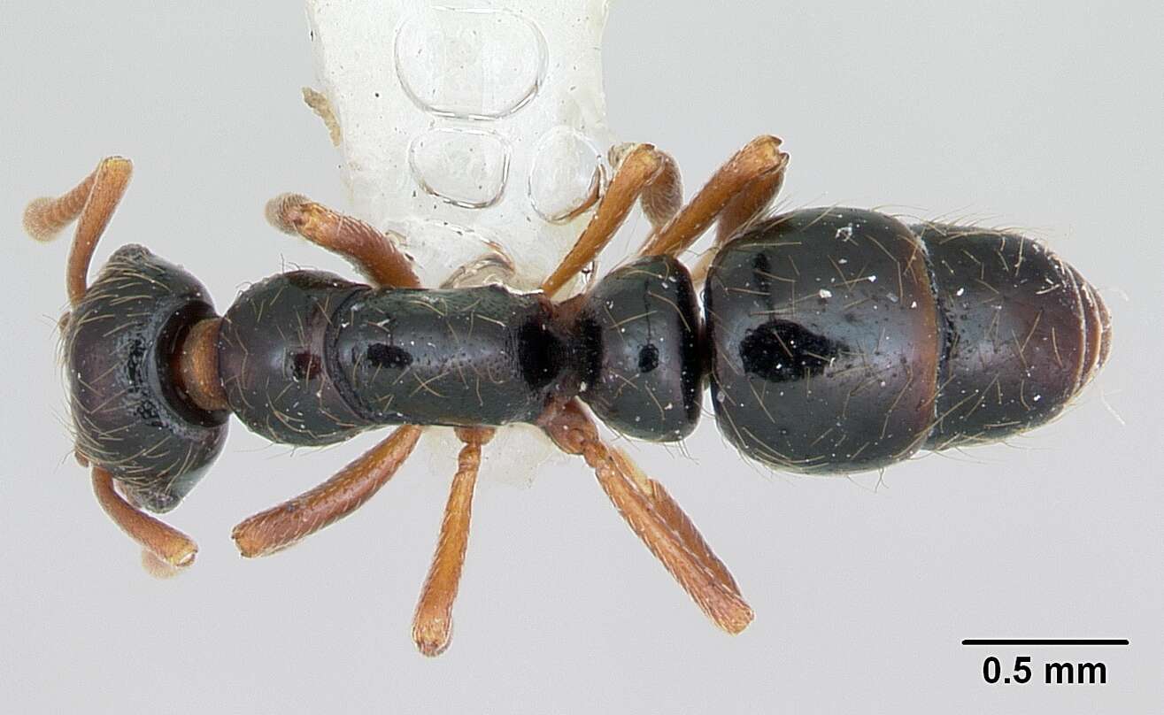 Image of Thaumatomyrmex cochlearis Creighton 1928