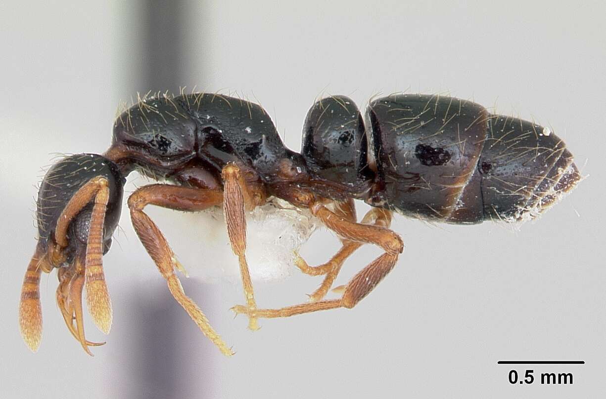 Image of Thaumatomyrmex cochlearis Creighton 1928