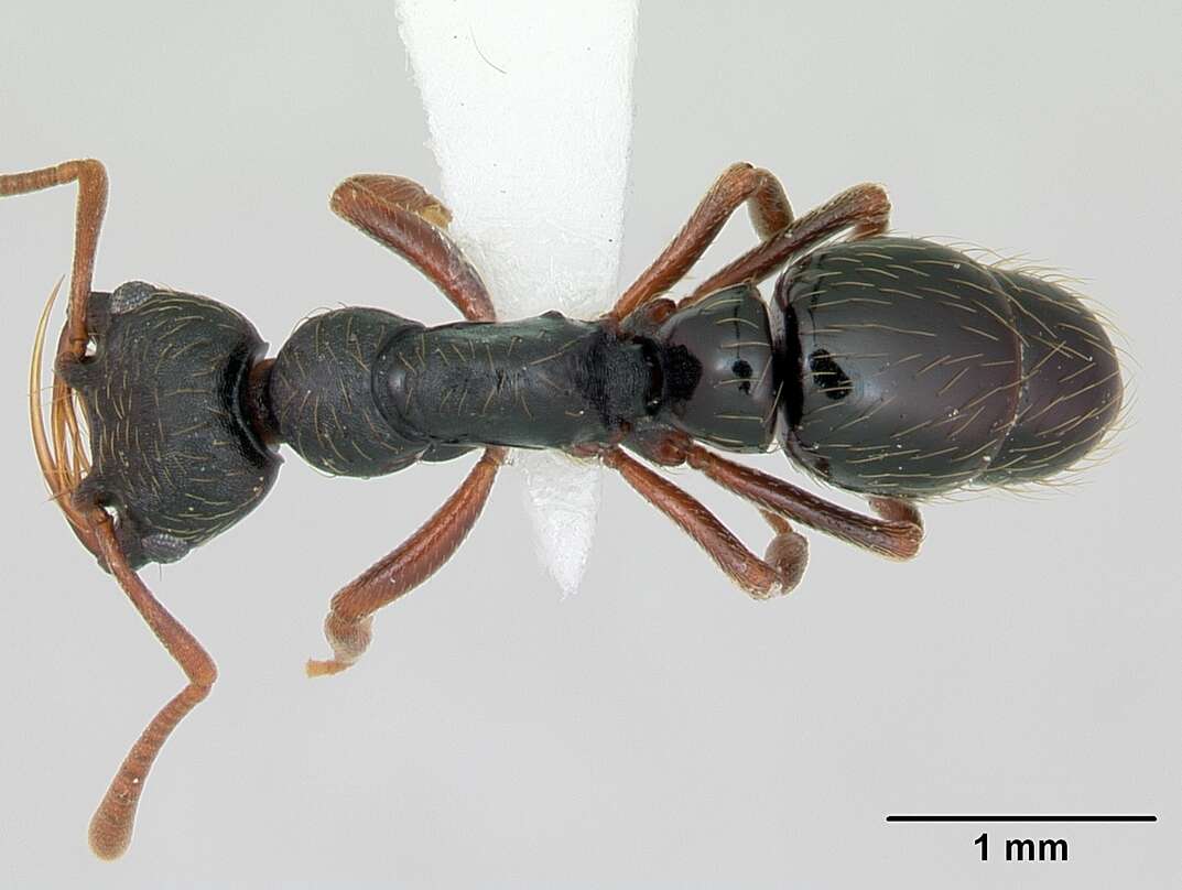 Image of Thaumatomyrmex mandibularis