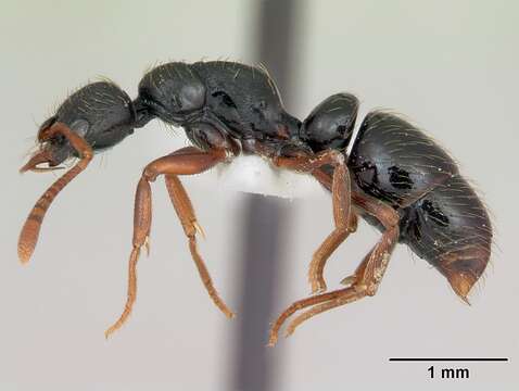 Image of Thaumatomyrmex mandibularis