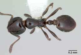 Image of Little Black Ant