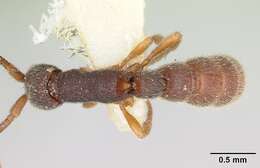 Image of Zasphinctus caledonicus