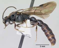 Image of Cylindromyrmex