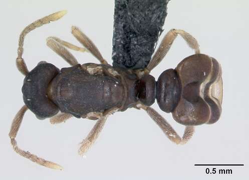 Image of Ant