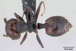 Crematogaster resmi