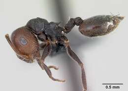 Crematogaster resmi