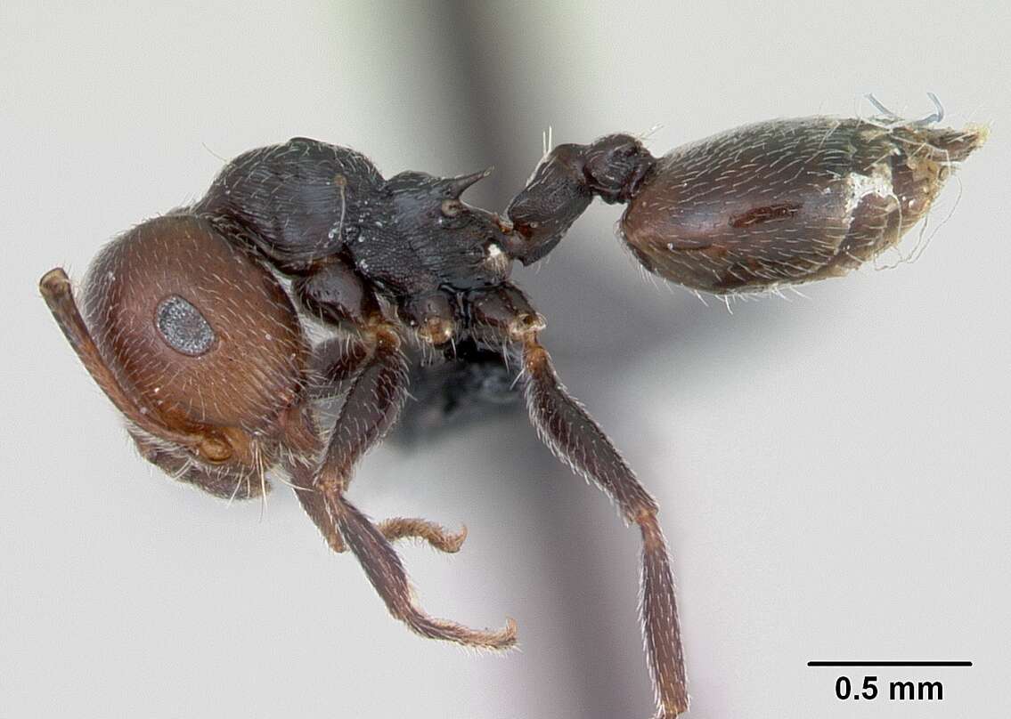 Crematogaster resmi