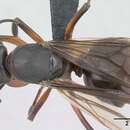 紅褐山蟻的圖片