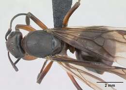 Image of wood ant