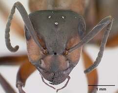 Image of wood ant