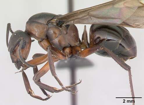 Image of wood ant