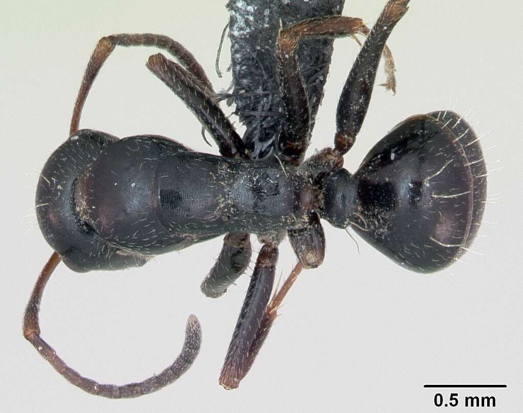 Image of Camponotus piceus (Leach 1825)