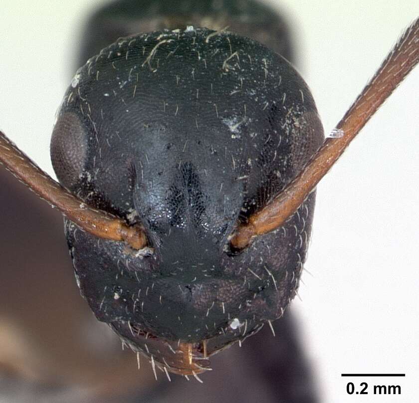 Image of Camponotus piceus (Leach 1825)