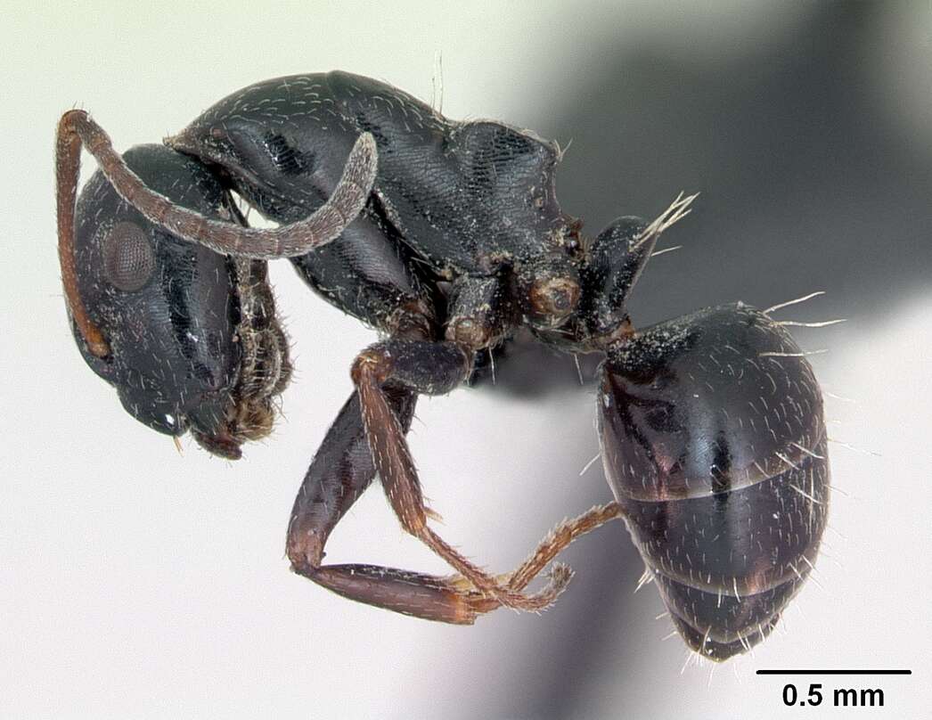 Image of Camponotus piceus (Leach 1825)