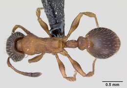 Imagem de Leptothorax