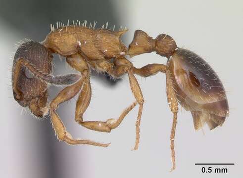 Imagem de Leptothorax