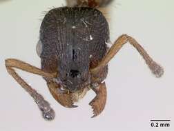 Imagem de Leptothorax