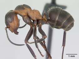 Image of Black-backed meadow ant