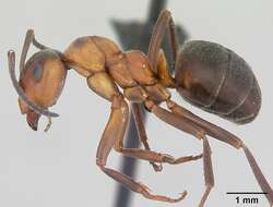 Image of Scottish wood ant