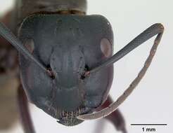 Image de Camponotus