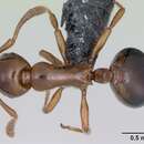 Image of Shining guest ant