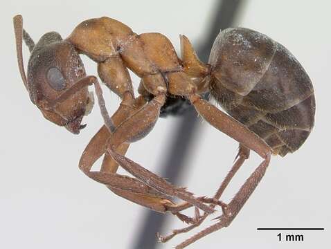 Image of Narrow headed ant