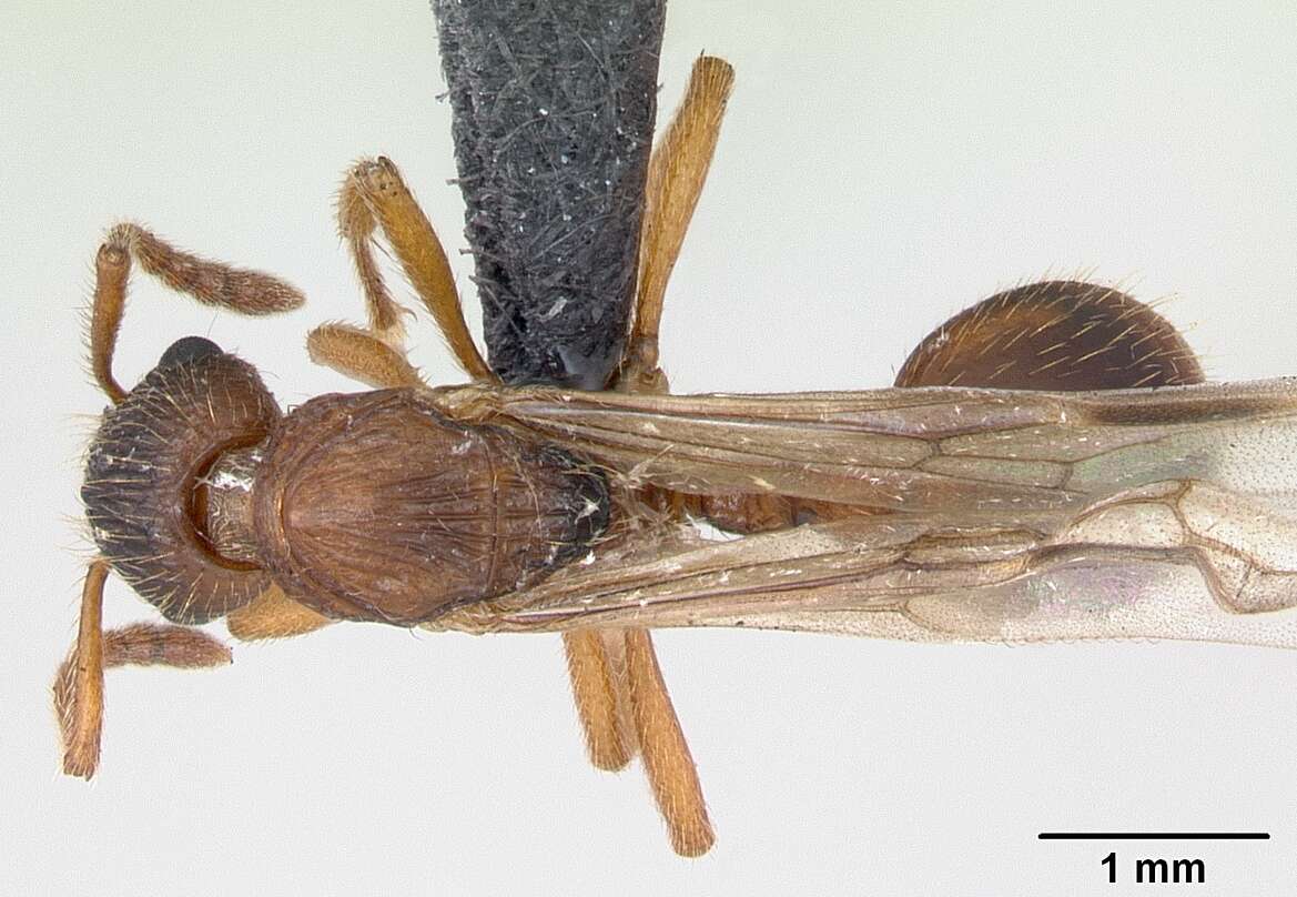 Imagem de Myrmica