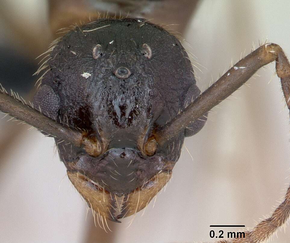 Image of Myrmica