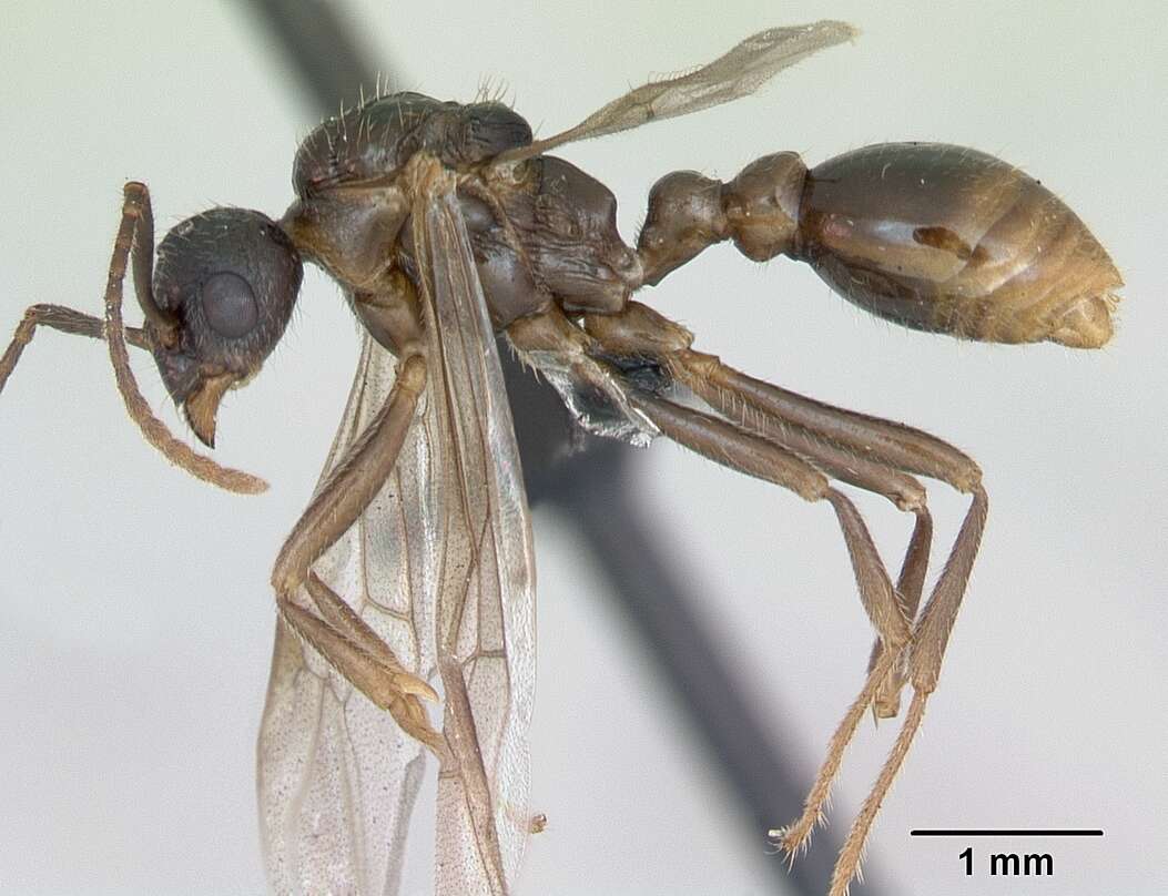 Image of Myrmica