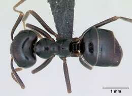Image of Jet Ant