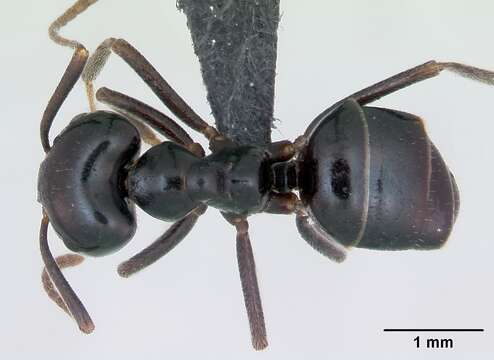 Image of Jet Ant