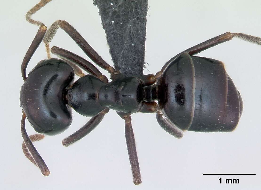 Image of Jet Ant