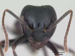Image of Jet Ant