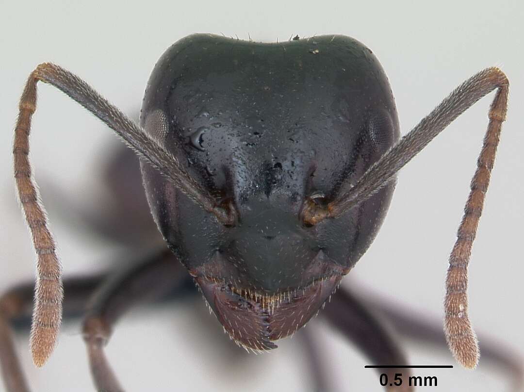Image of Jet Ant