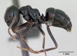 Image of Jet Ant