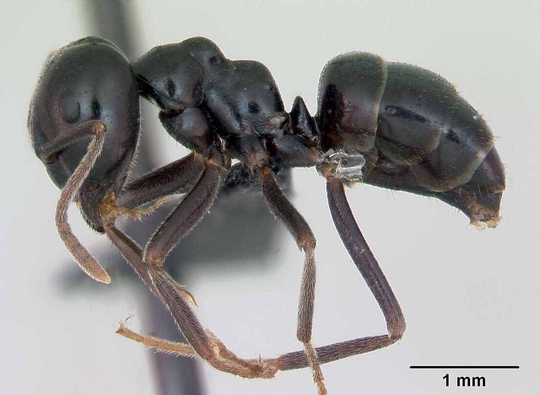 Image of Jet Ant