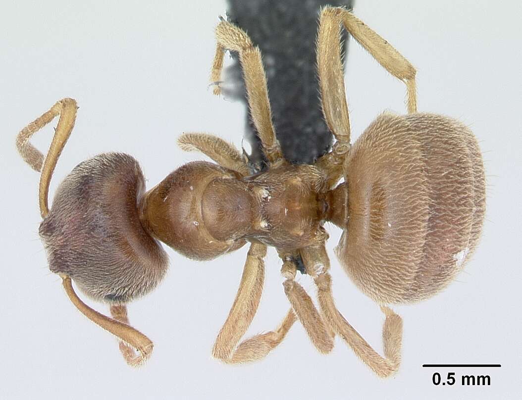 Imagem de Lasius flavus (Fabricius 1782)