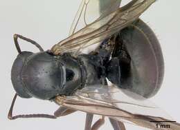 Image of Negro ant