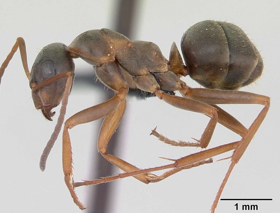 Image of Red-backed Mining Ant